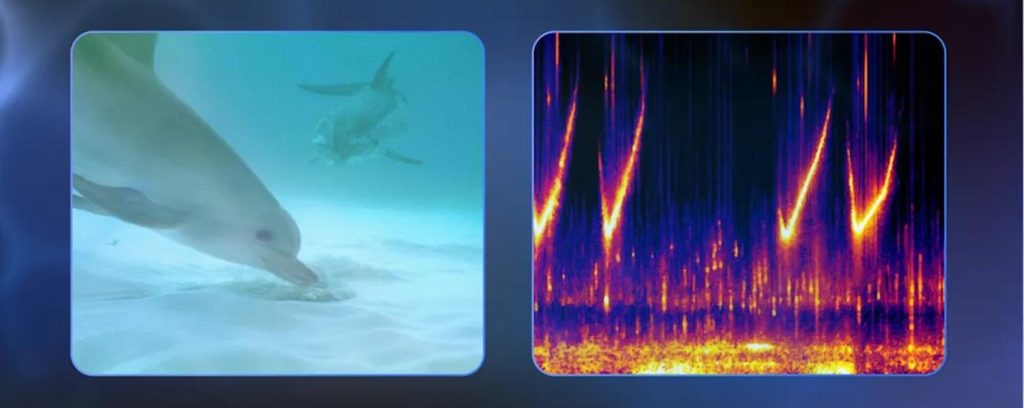 DolphinGemma, l'IA qui veut nous aider à comprendre le langage des dauphins